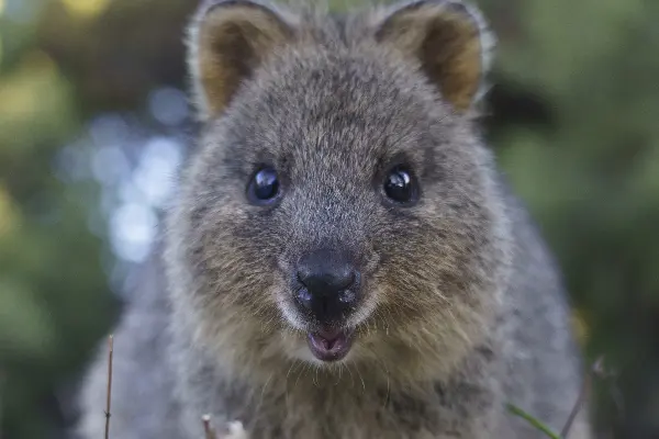 Quokka