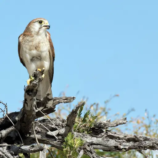 Nankeen Kestrel Rottnest Island