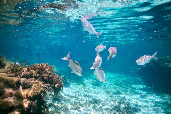 Fish and coral under water.