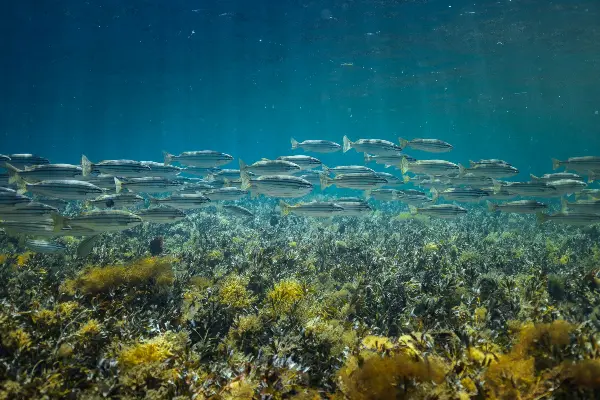 A School of Fish Found in the Waters of Wadjemup / Rottnest Island.