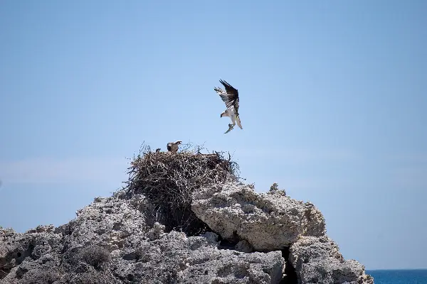 Osprey