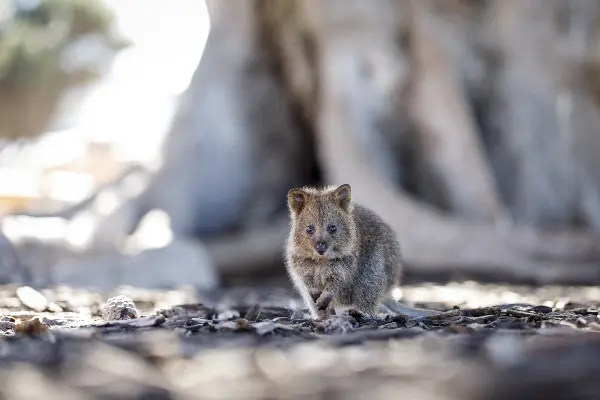 Quokka joey