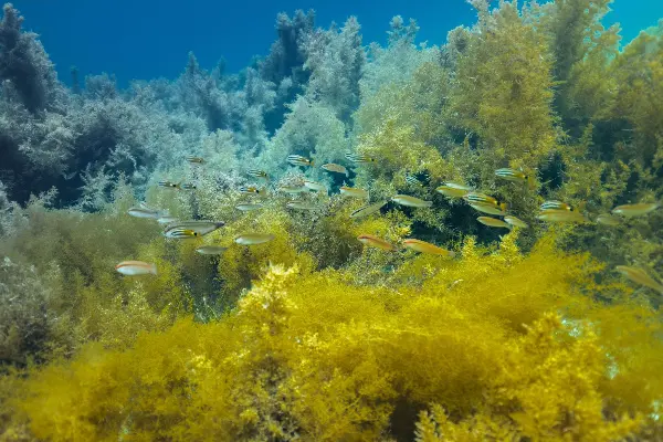 A group of king Wrasse fish
