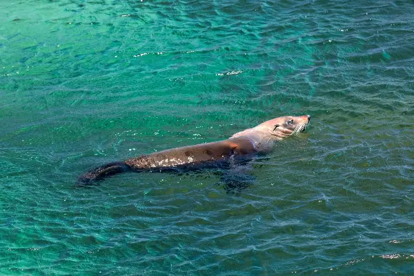 Australian fur seal swimming