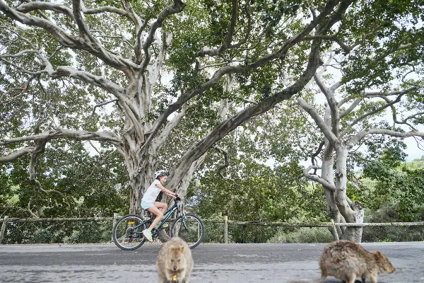 Bike riding and quokkas at Rottnest Island