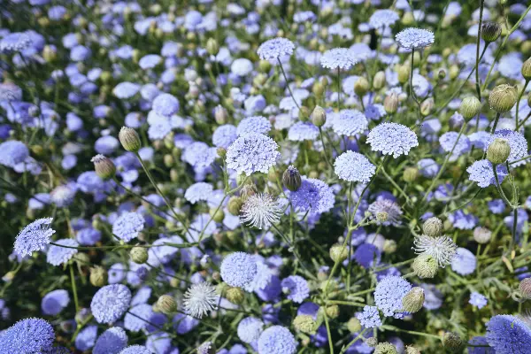 Wadjemup Daisies at Rottnest Island