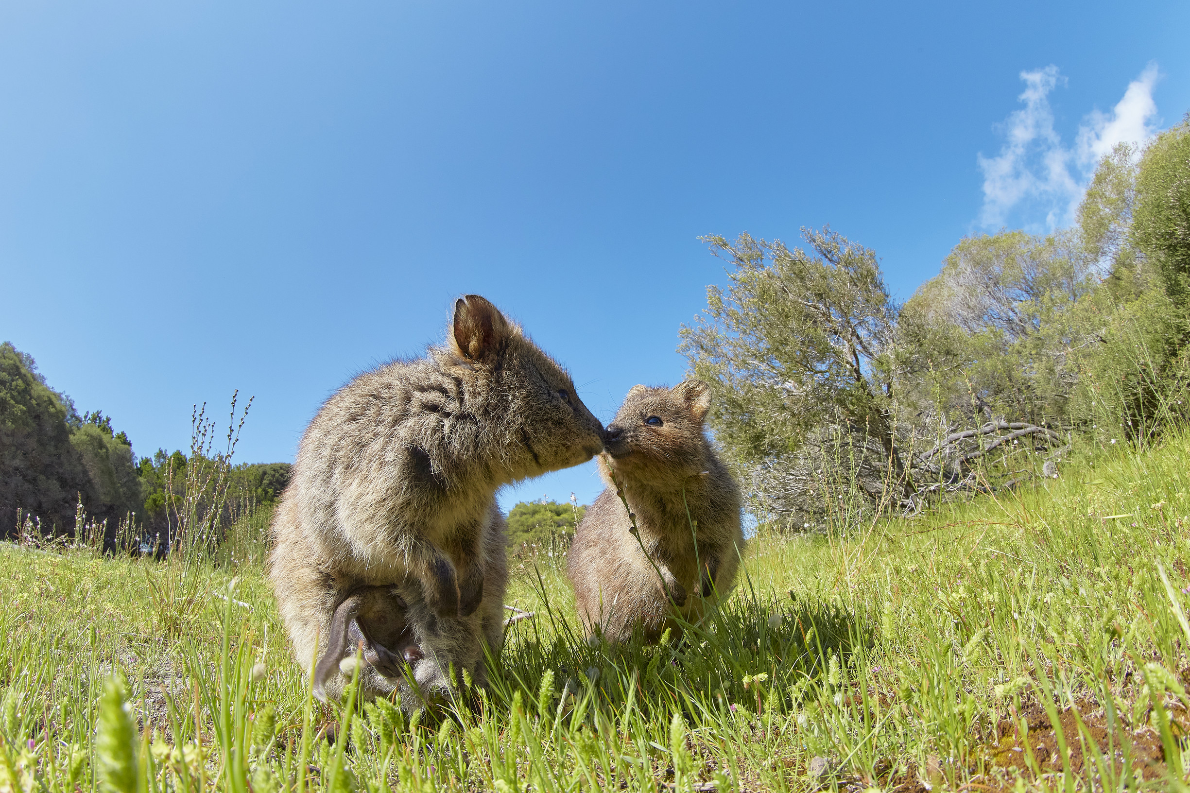 Quokkas