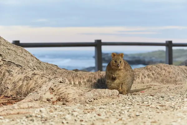 Quokka