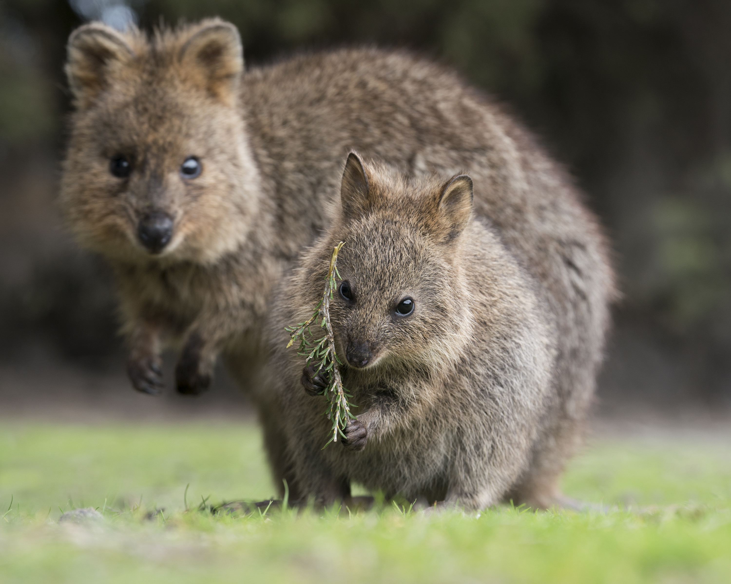 Quokka and joey