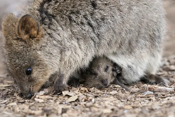 Quokkas