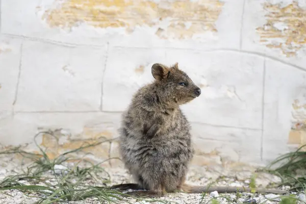 Quokka