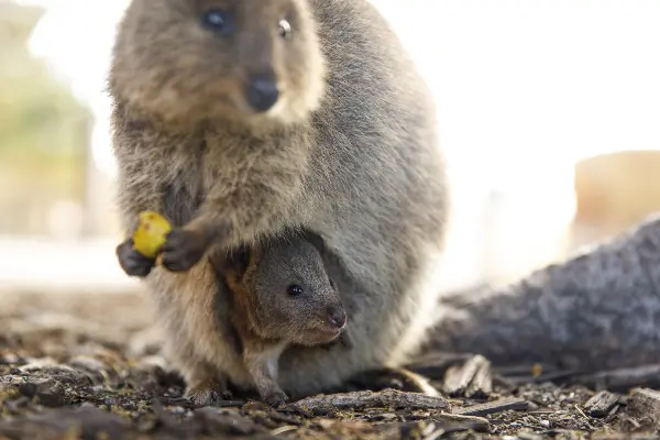 Quokkas