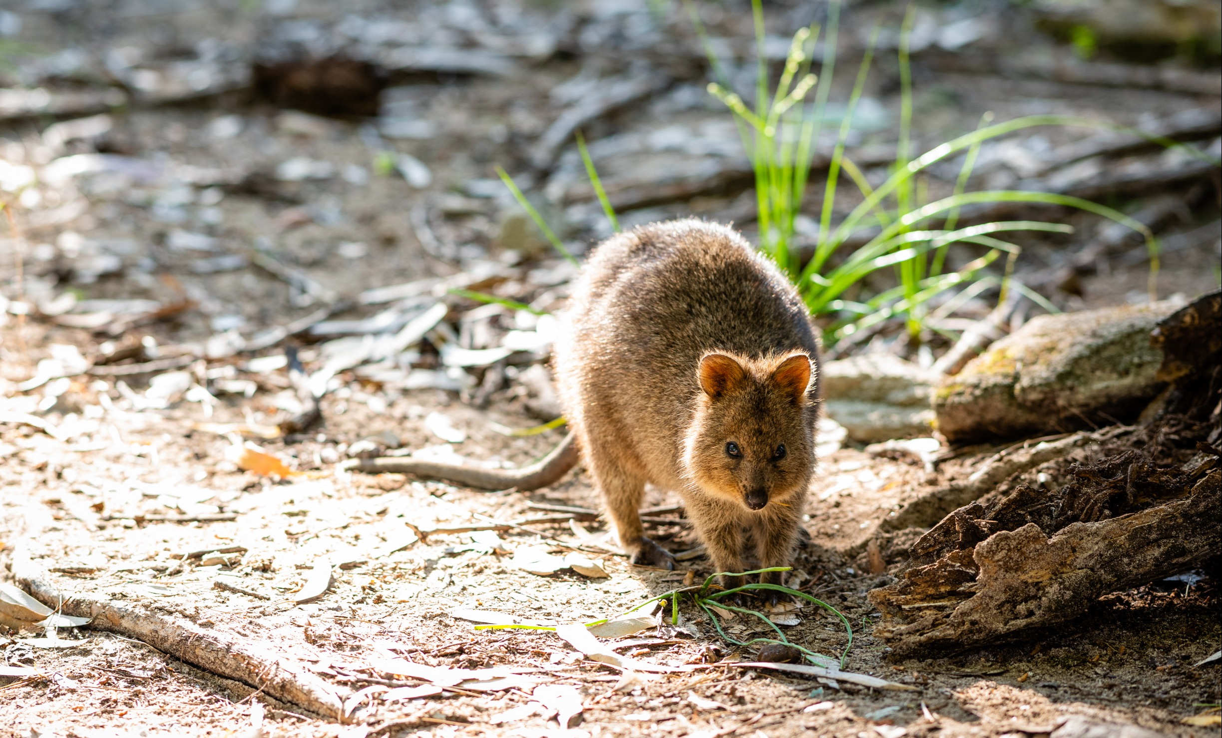 Quokka