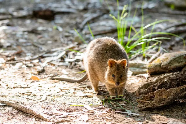 Quokka