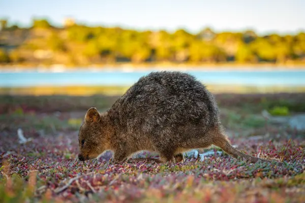 Quokka