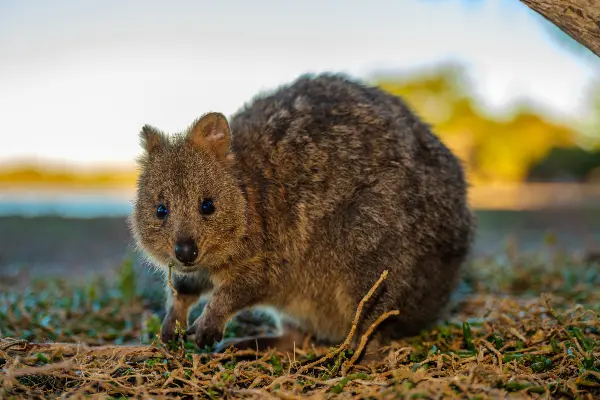 Quokka