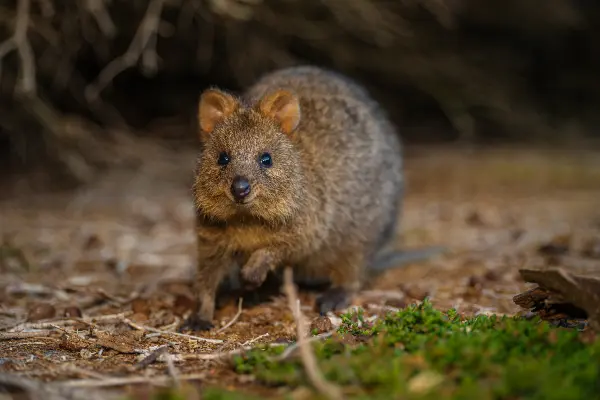 Quokka