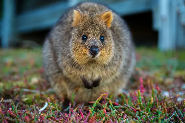 Quokka on samphire