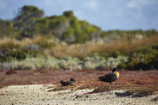 Australian shelduck