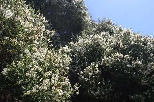 Rottnest Island tea tree