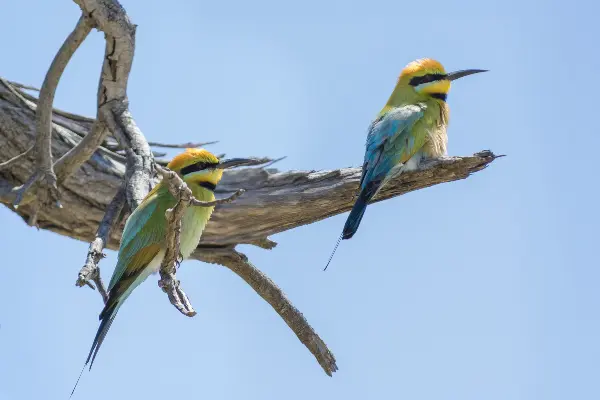 Rainbow honeyeater