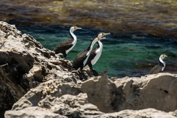 Cormorants