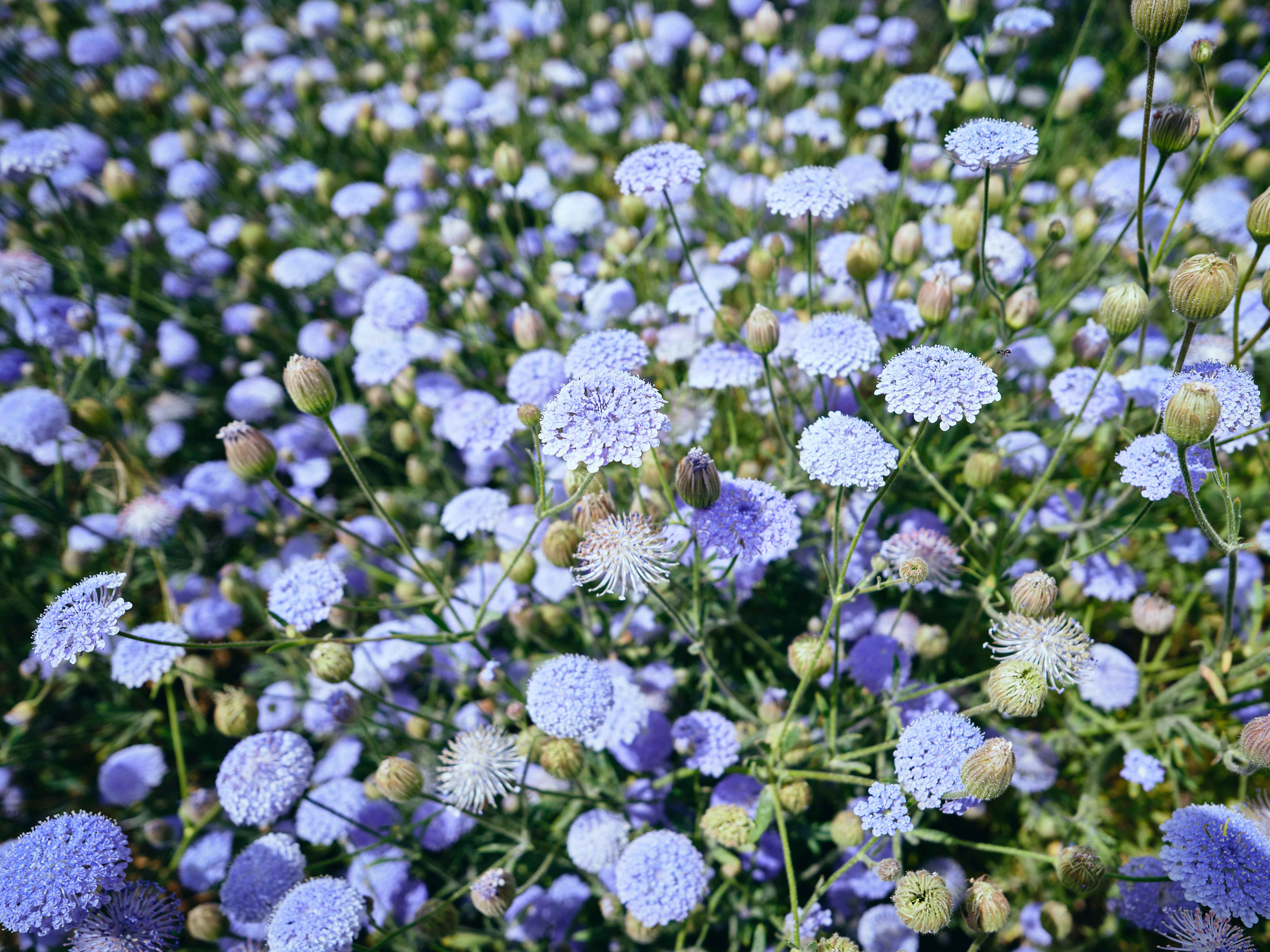 Wadjemup Daisies