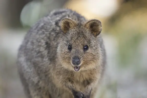 Quokka, Wadjemup / Rottnest Island