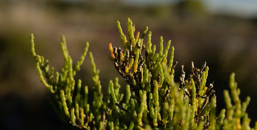 Samphire