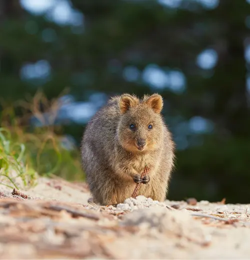Quokka